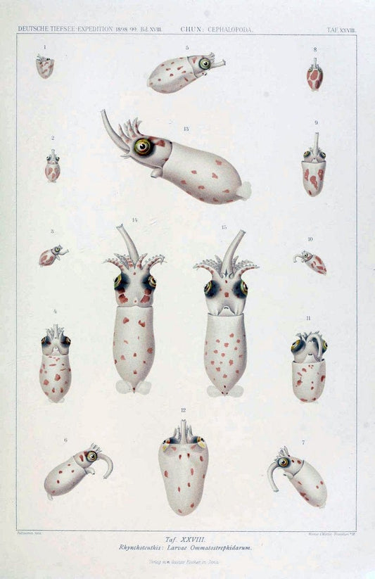 Die Cephalopoden. Bd. 18, T.1 (Atlas)[Jena],G. Fischer,1910-1915. | Cephalopoda "Valdivia (Ship)" "Valdivia Expedition (1898-1899)"  "Woods Hole" | Vintage Print Reproduction 471368