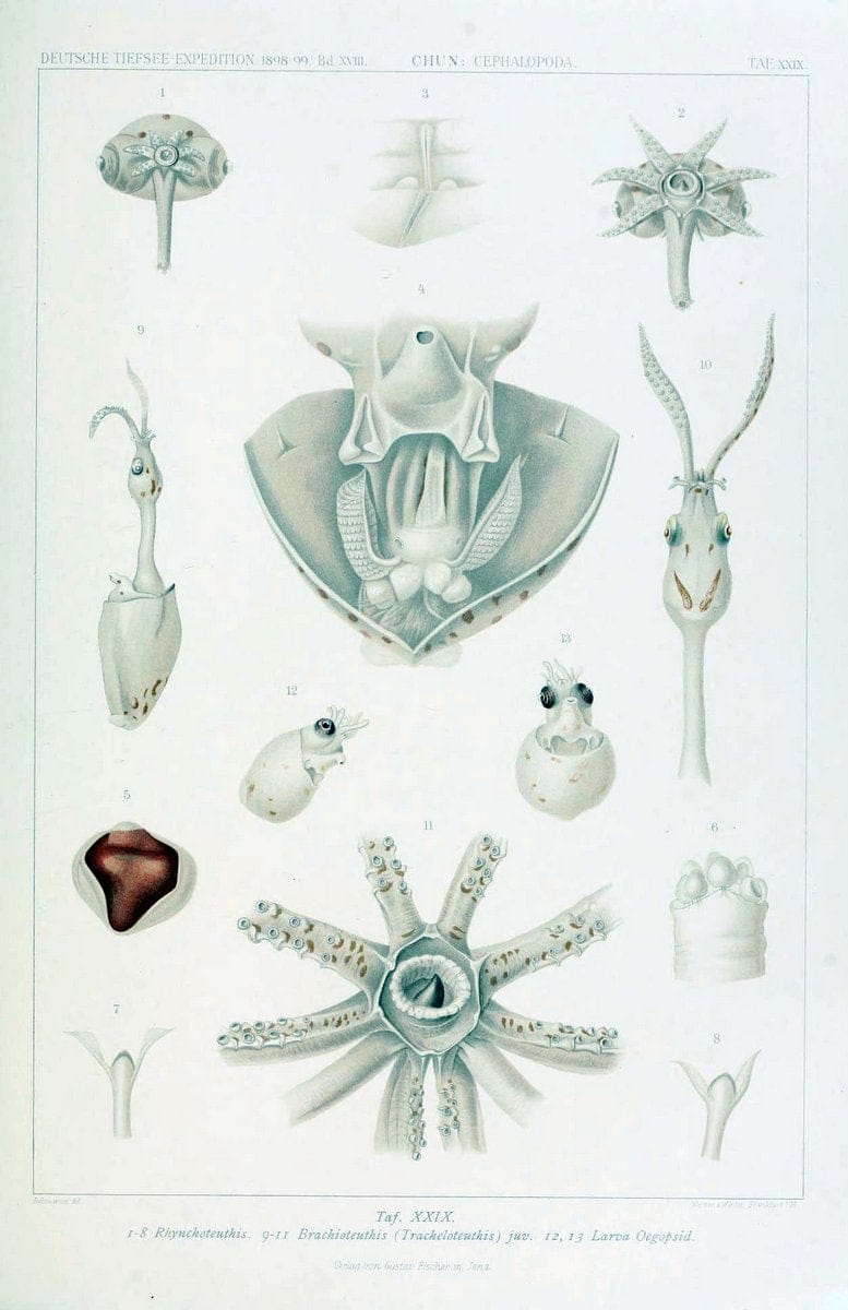 Die Cephalopoden. Bd. 18, T.1 (Atlas)[Jena],G. Fischer,1910-1915. | Cephalopoda "Valdivia (Ship)" "Valdivia Expedition (1898-1899)"  "Woods Hole" | Vintage Print Reproduction 471369