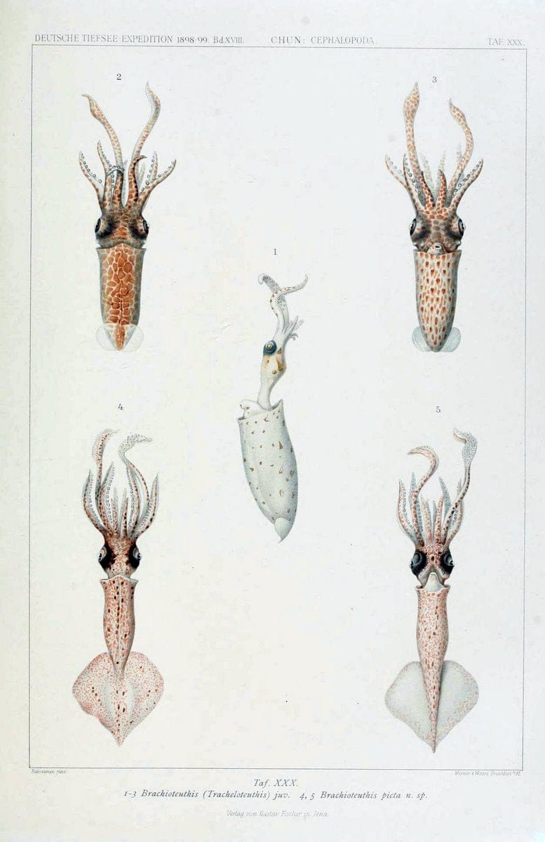 Die Cephalopoden. Bd. 18, T.1 (Atlas)[Jena],G. Fischer,1910-1915. | Cephalopoda "Valdivia (Ship)" "Valdivia Expedition (1898-1899)"  "Woods Hole" | Vintage Print Reproduction 471370