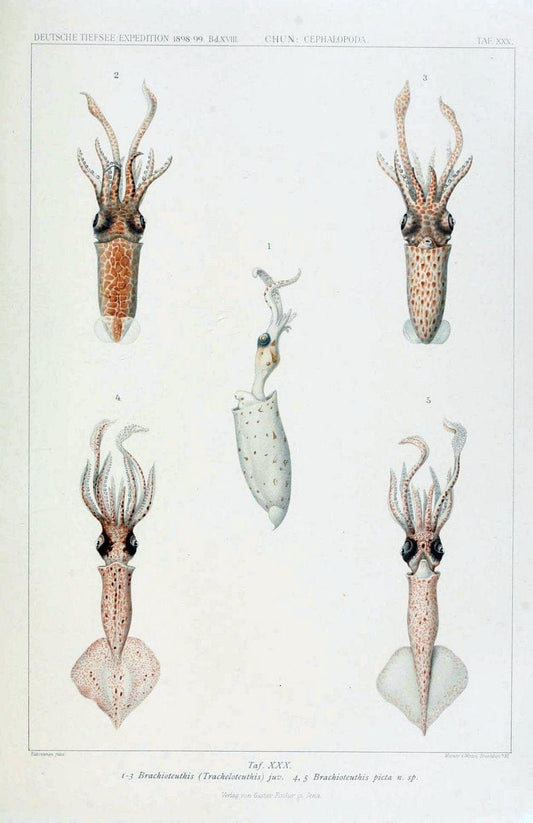 Die Cephalopoden. Bd. 18, T.1 (Atlas)[Jena],G. Fischer,1910-1915. | Cephalopoda "Valdivia (Ship)" "Valdivia Expedition (1898-1899)"  "Woods Hole" | Vintage Print Reproduction 471370