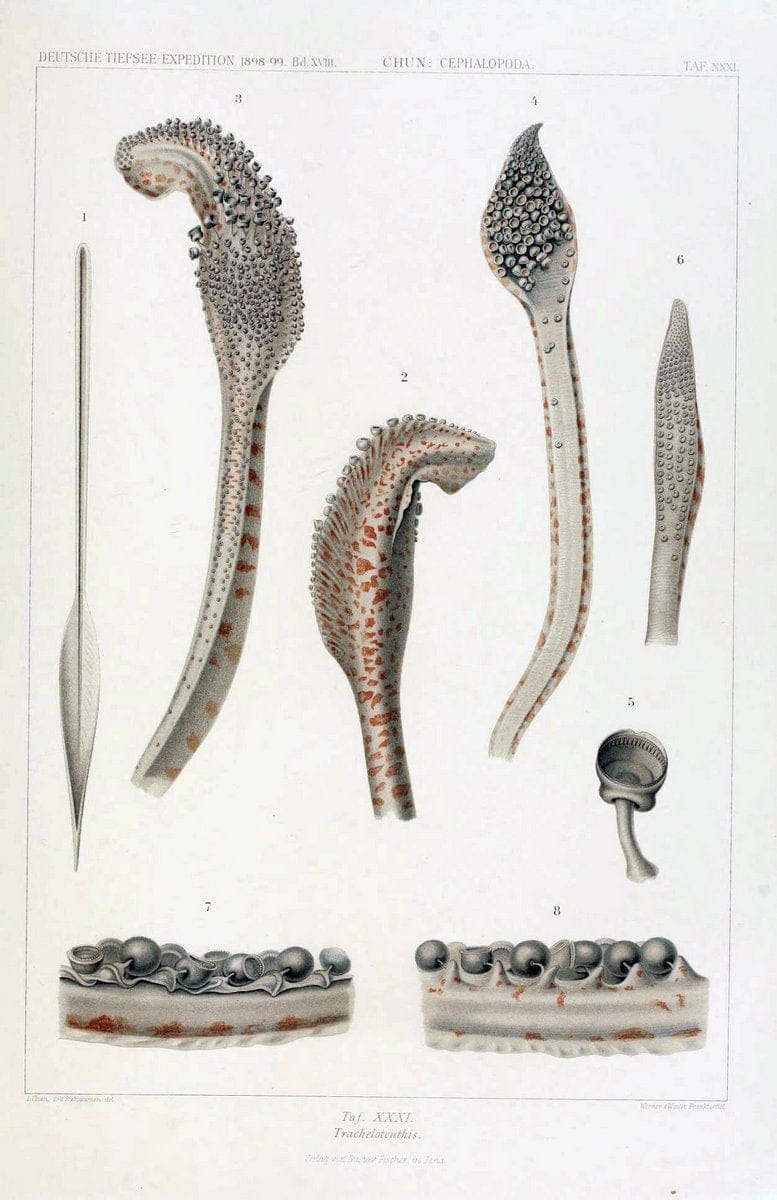 Die Cephalopoden. Bd. 18, T.1 (Atlas)[Jena],G. Fischer,1910-1915. | Cephalopoda "Valdivia (Ship)" "Valdivia Expedition (1898-1899)"  "Woods Hole" | Vintage Print Reproduction 471371