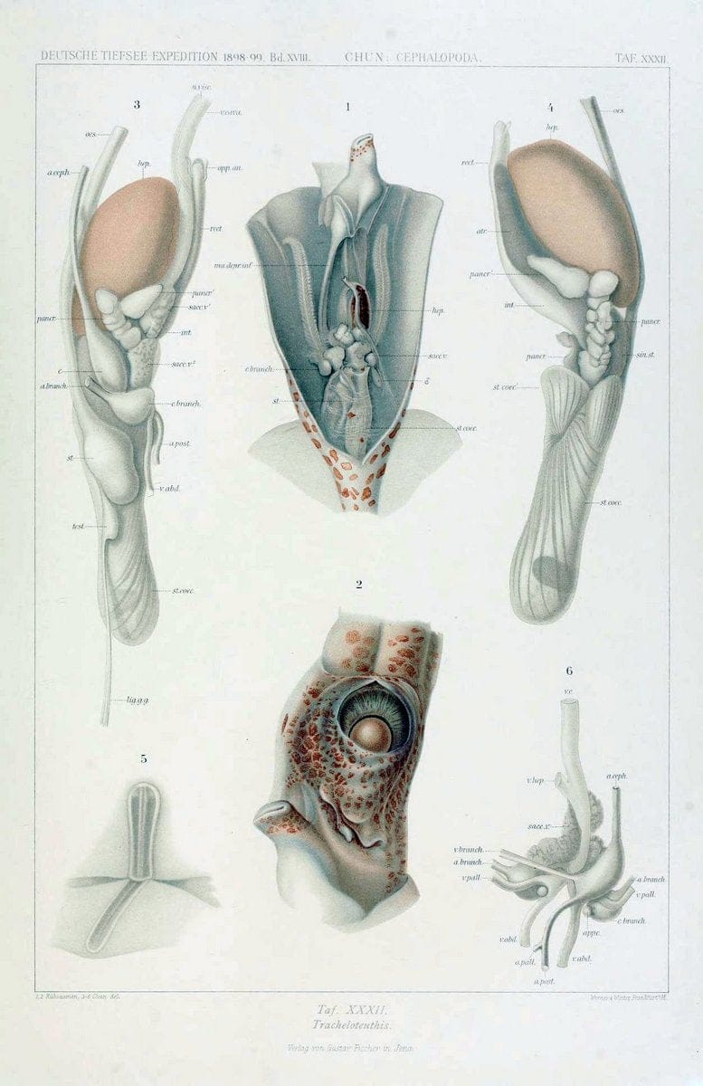 Die Cephalopoden. Bd. 18, T.1 (Atlas)[Jena],G. Fischer,1910-1915. | Cephalopoda "Valdivia (Ship)" "Valdivia Expedition (1898-1899)"  "Woods Hole" | Vintage Print Reproduction 471372