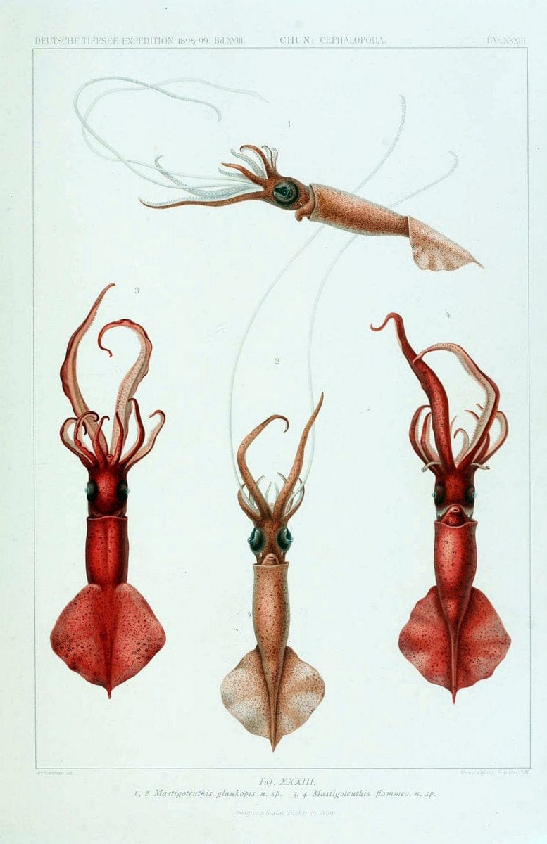 Die Cephalopoden. Bd. 18, T.1 (Atlas)[Jena],G. Fischer,1910-1915. | Cephalopoda "Valdivia (Ship)" "Valdivia Expedition (1898-1899)"  "Woods Hole" | Vintage Print Reproduction 471373