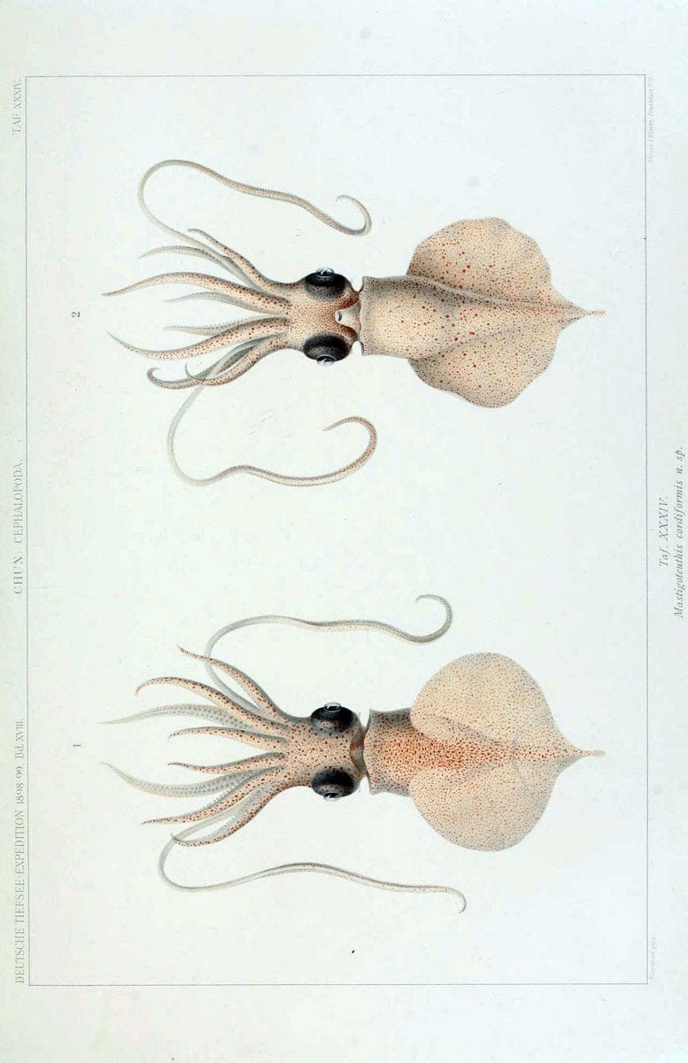 Die Cephalopoden. Bd. 18, T.1 (Atlas)[Jena],G. Fischer,1910-1915. | Cephalopoda "Valdivia (Ship)" "Valdivia Expedition (1898-1899)"  "Woods Hole" | Vintage Print Reproduction 471374