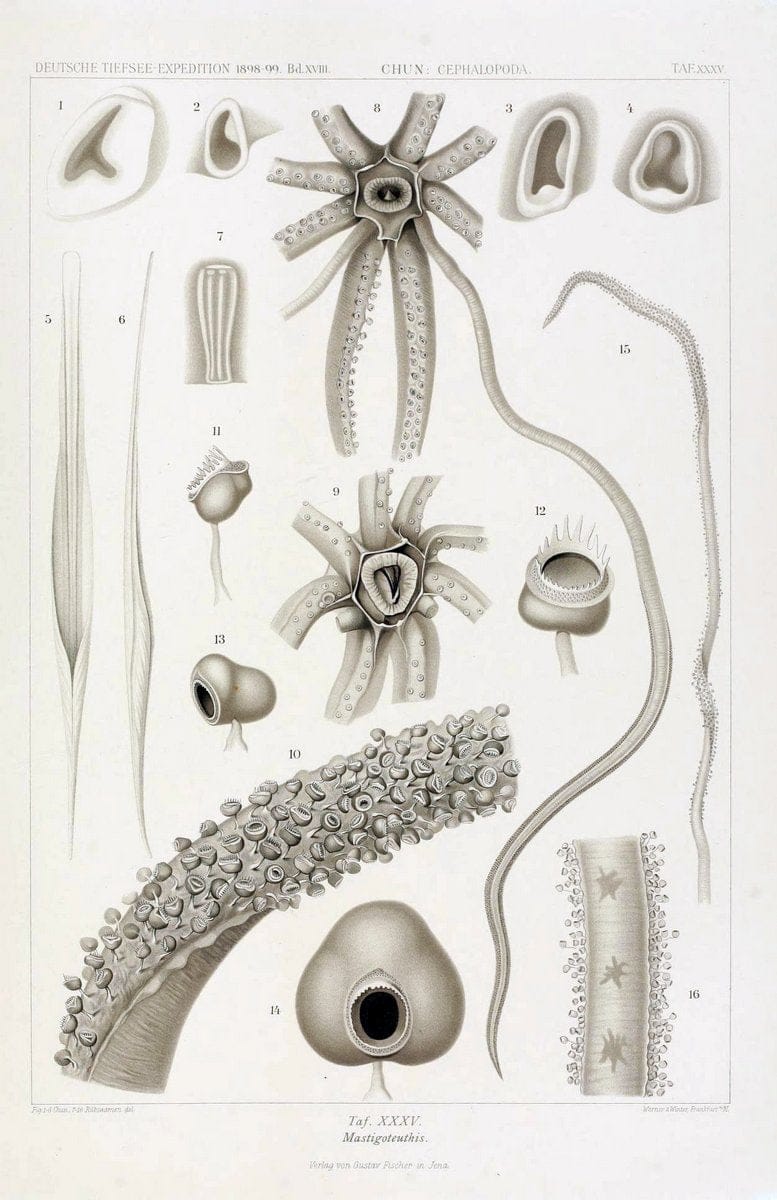 Die Cephalopoden. Bd. 18, T.1 (Atlas)[Jena],G. Fischer,1910-1915. | Cephalopoda "Valdivia (Ship)" "Valdivia Expedition (1898-1899)"  "Woods Hole" | Vintage Print Reproduction 471375