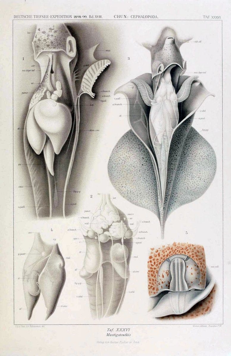 Die Cephalopoden. Bd. 18, T.1 (Atlas)[Jena],G. Fischer,1910-1915. | Cephalopoda "Valdivia (Ship)" "Valdivia Expedition (1898-1899)"  "Woods Hole" | Vintage Print Reproduction 471376