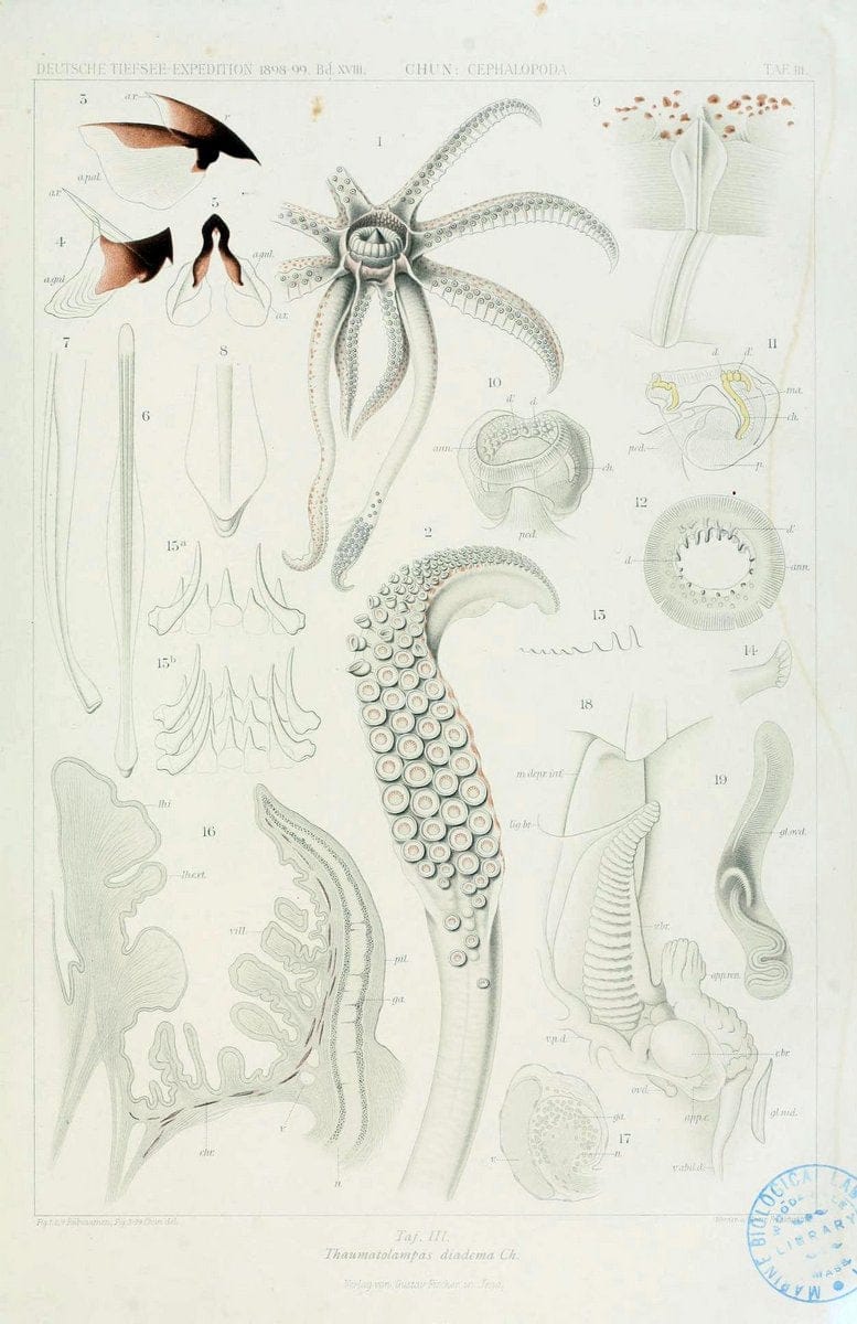 Die Cephalopoden. Bd. 18, T.1 (Atlas)[Jena],G. Fischer,1910-1915. | Cephalopoda "Valdivia (Ship)" "Valdivia Expedition (1898-1899)"  "Woods Hole" | Vintage Print Reproduction 471377