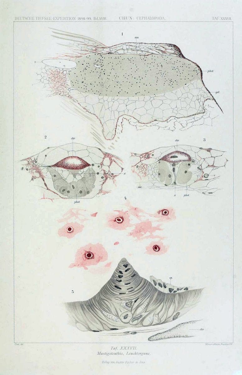 Die Cephalopoden. Bd. 18, T.1 (Atlas)[Jena],G. Fischer,1910-1915. | Cephalopoda "Valdivia (Ship)" "Valdivia Expedition (1898-1899)"  "Woods Hole" | Vintage Print Reproduction 471378