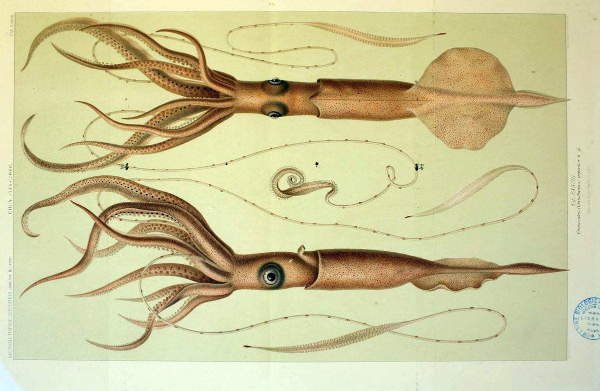 Die Cephalopoden. Bd. 18, T.1 (Atlas)[Jena],G. Fischer,1910-1915. | Cephalopoda "Valdivia (Ship)" "Valdivia Expedition (1898-1899)"  "Woods Hole" | Vintage Print Reproduction 471379