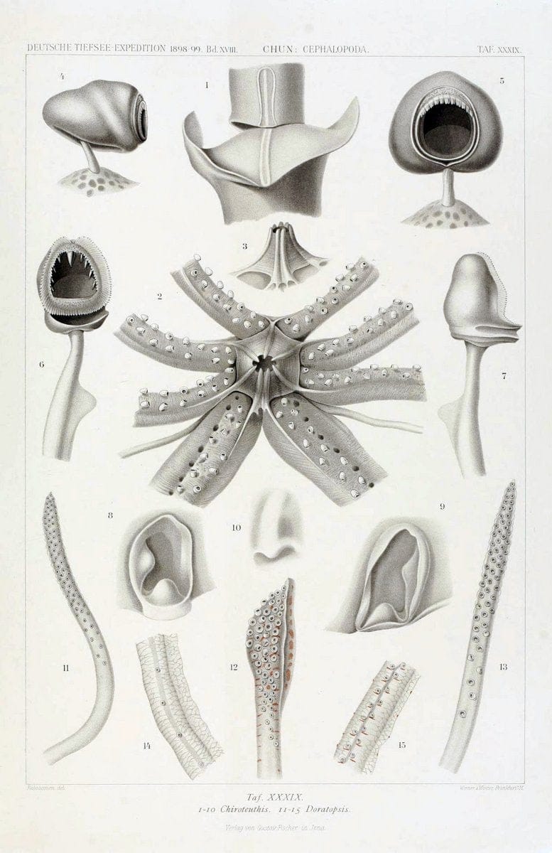 Die Cephalopoden. Bd. 18, T.1 (Atlas)[Jena],G. Fischer,1910-1915. | Cephalopoda "Valdivia (Ship)" "Valdivia Expedition (1898-1899)"  "Woods Hole" | Vintage Print Reproduction 471380