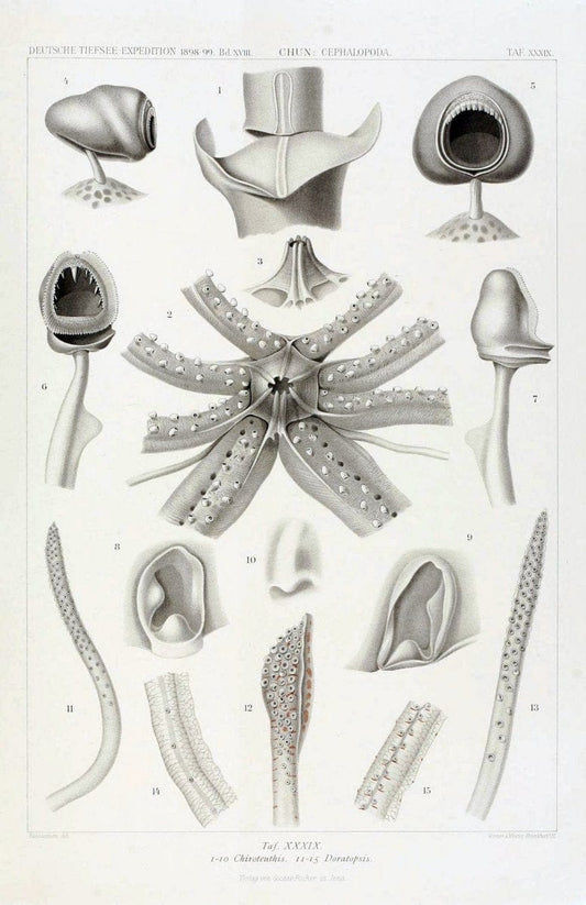 Die Cephalopoden. Bd. 18, T.1 (Atlas)[Jena],G. Fischer,1910-1915. | Cephalopoda "Valdivia (Ship)" "Valdivia Expedition (1898-1899)"  "Woods Hole" | Vintage Print Reproduction 471380