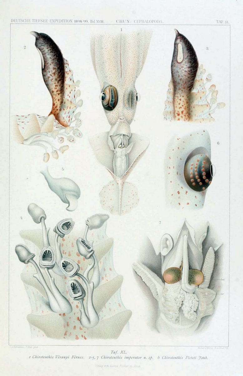 Die Cephalopoden. Bd. 18, T.1 (Atlas)[Jena],G. Fischer,1910-1915. | Cephalopoda "Valdivia (Ship)" "Valdivia Expedition (1898-1899)"  "Woods Hole" | Vintage Print Reproduction 471381