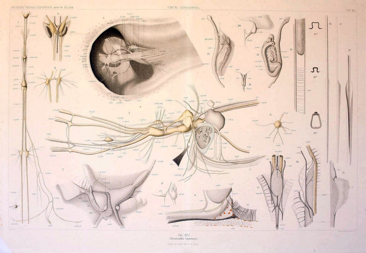 Die Cephalopoden. Bd. 18, T.1 (Atlas)[Jena],G. Fischer,1910-1915. | Cephalopoda "Valdivia (Ship)" "Valdivia Expedition (1898-1899)"  "Woods Hole" | Vintage Print Reproduction 471382