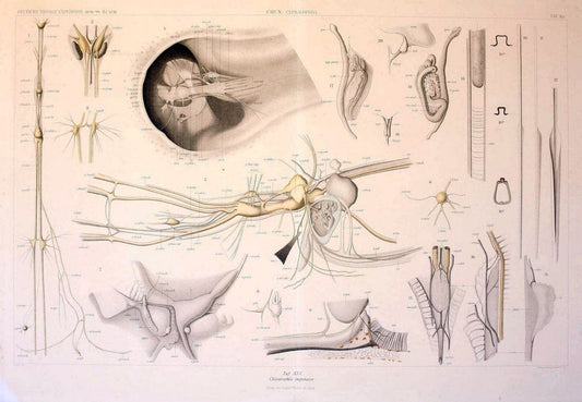Die Cephalopoden. Bd. 18, T.1 (Atlas)[Jena],G. Fischer,1910-1915. | Cephalopoda "Valdivia (Ship)" "Valdivia Expedition (1898-1899)"  "Woods Hole" | Vintage Print Reproduction 471382