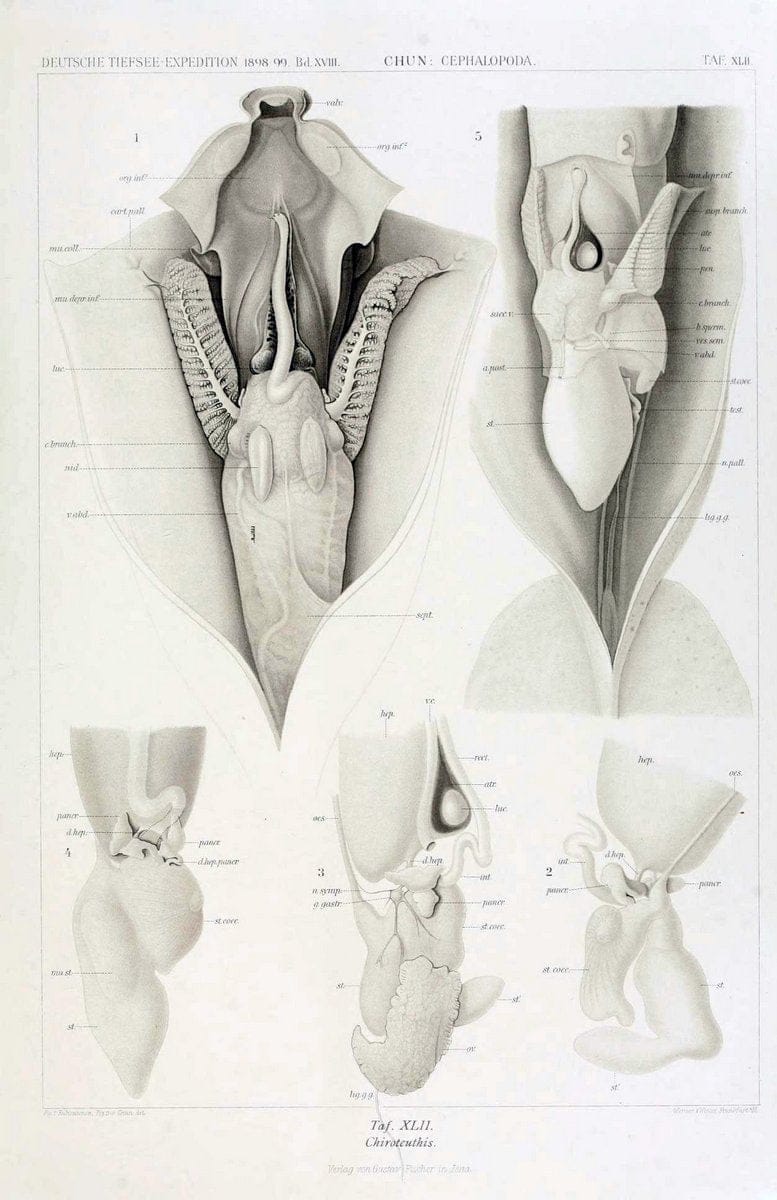 Die Cephalopoden. Bd. 18, T.1 (Atlas)[Jena],G. Fischer,1910-1915. | Cephalopoda "Valdivia (Ship)" "Valdivia Expedition (1898-1899)"  "Woods Hole" | Vintage Print Reproduction 471383