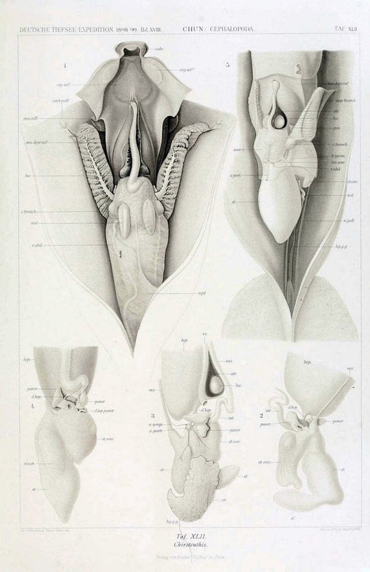 Die Cephalopoden. Bd. 18, T.1 (Atlas)[Jena],G. Fischer,1910-1915. | Cephalopoda "Valdivia (Ship)" "Valdivia Expedition (1898-1899)"  "Woods Hole" | Vintage Print Reproduction 471383