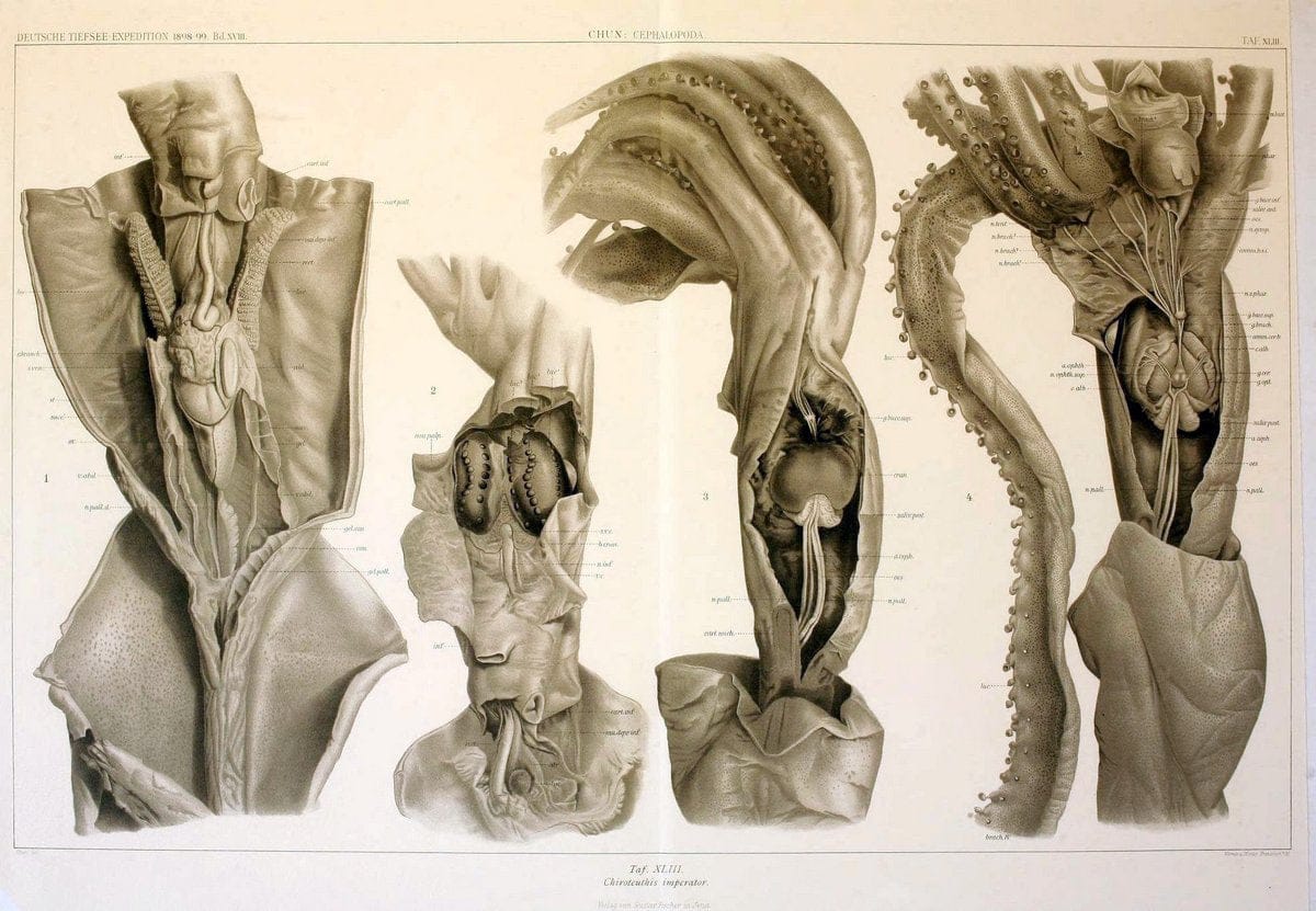 Die Cephalopoden. Bd. 18, T.1 (Atlas)[Jena],G. Fischer,1910-1915. | Cephalopoda "Valdivia (Ship)" "Valdivia Expedition (1898-1899)"  "Woods Hole" | Vintage Print Reproduction 471384