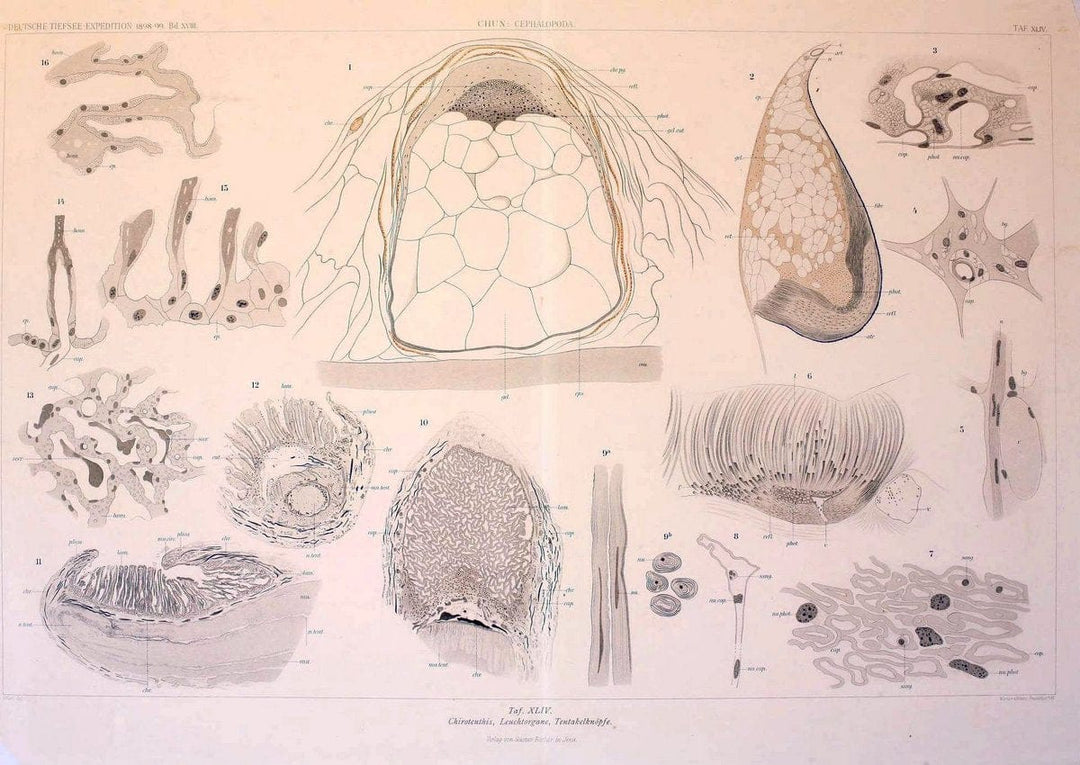 Die Cephalopoden. Bd. 18, T.1 (Atlas)[Jena],G. Fischer,1910-1915. | Cephalopoda "Valdivia (Ship)" "Valdivia Expedition (1898-1899)"  "Woods Hole" | Vintage Print Reproduction 471385