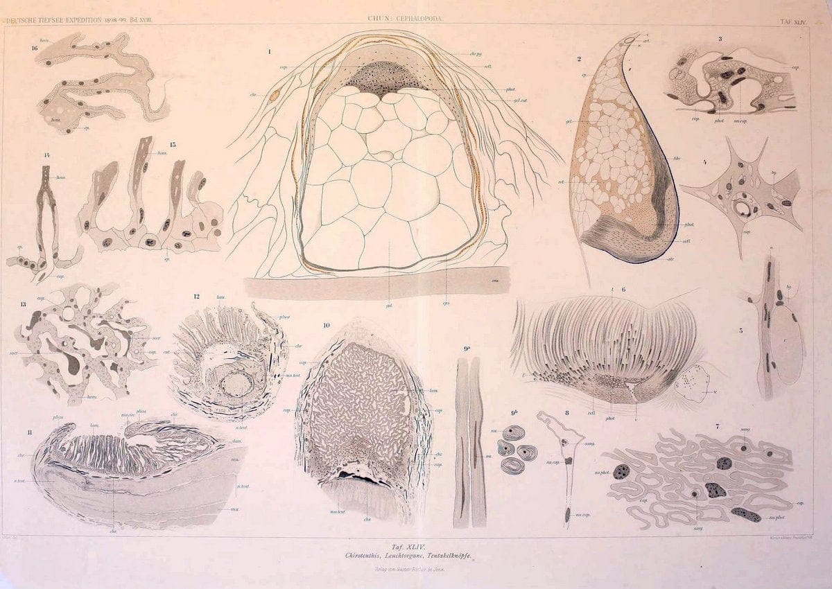 Die Cephalopoden. Bd. 18, T.1 (Atlas)[Jena],G. Fischer,1910-1915. | Cephalopoda "Valdivia (Ship)" "Valdivia Expedition (1898-1899)"  "Woods Hole" | Vintage Print Reproduction 471385