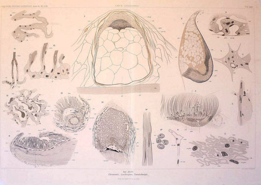 Die Cephalopoden. Bd. 18, T.1 (Atlas)[Jena],G. Fischer,1910-1915. | Cephalopoda "Valdivia (Ship)" "Valdivia Expedition (1898-1899)"  "Woods Hole" | Vintage Print Reproduction 471385