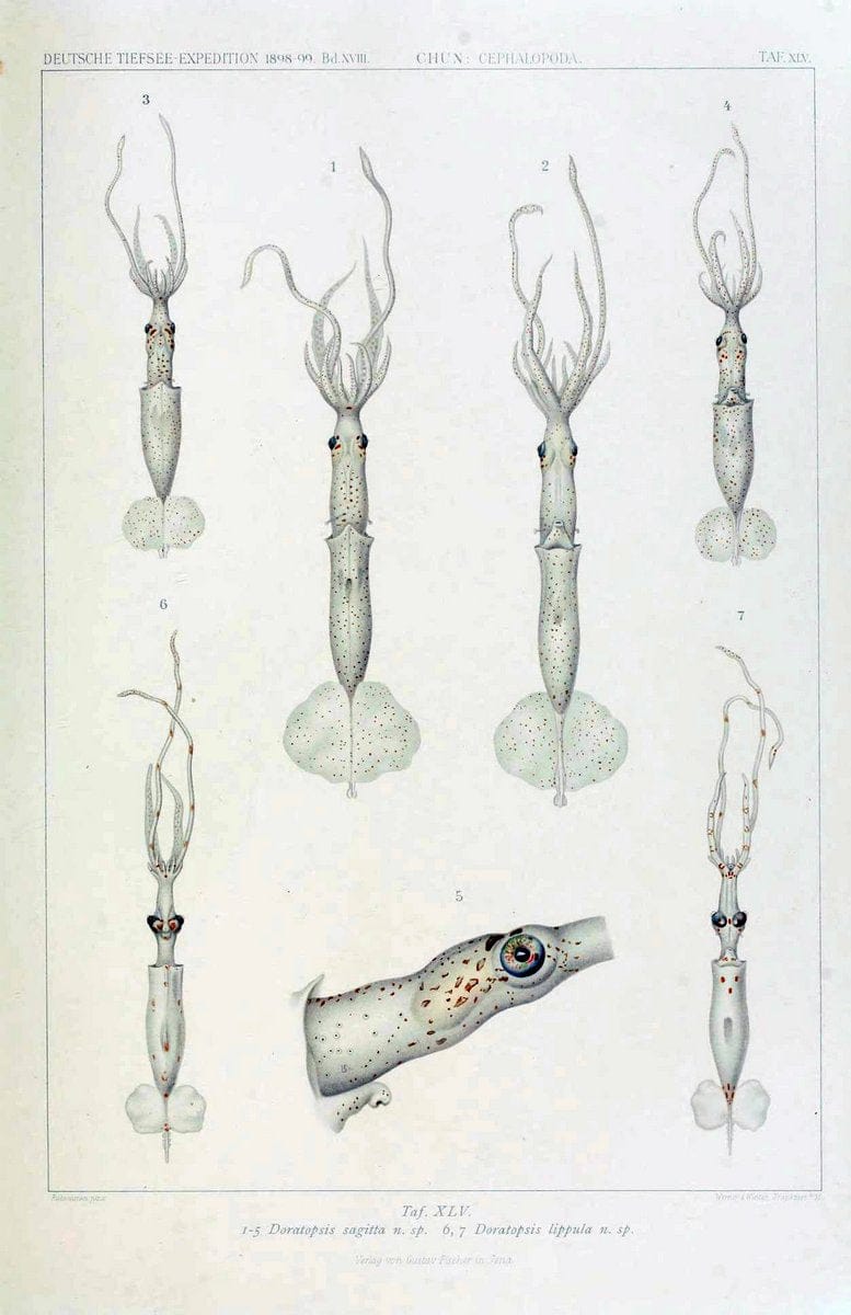 Die Cephalopoden. Bd. 18, T.1 (Atlas)[Jena],G. Fischer,1910-1915. | Cephalopoda "Valdivia (Ship)" "Valdivia Expedition (1898-1899)"  "Woods Hole" | Vintage Print Reproduction 471386