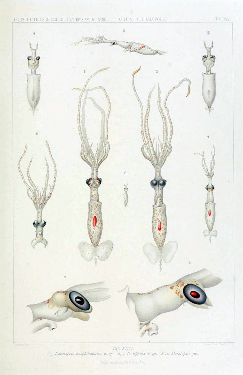 Die Cephalopoden. Bd. 18, T.1 (Atlas)[Jena],G. Fischer,1910-1915. | Cephalopoda "Valdivia (Ship)" "Valdivia Expedition (1898-1899)"  "Woods Hole" | Vintage Print Reproduction 471387