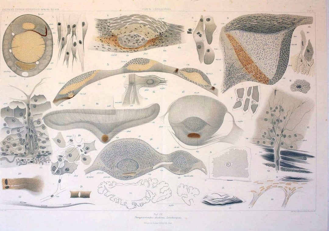 Die Cephalopoden. Bd. 18, T.1 (Atlas)[Jena],G. Fischer,1910-1915. | Cephalopoda "Valdivia (Ship)" "Valdivia Expedition (1898-1899)"  "Woods Hole" | Vintage Print Reproduction 471388