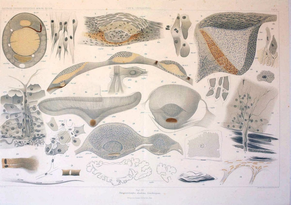 Die Cephalopoden. Bd. 18, T.1 (Atlas)[Jena],G. Fischer,1910-1915. | Cephalopoda "Valdivia (Ship)" "Valdivia Expedition (1898-1899)"  "Woods Hole" | Vintage Print Reproduction 471388