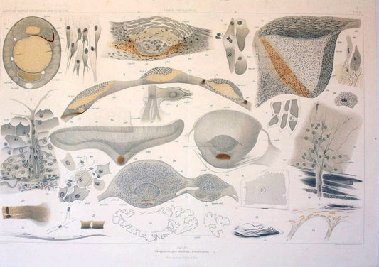 Die Cephalopoden. Bd. 18, T.1 (Atlas)[Jena],G. Fischer,1910-1915. | Cephalopoda "Valdivia (Ship)" "Valdivia Expedition (1898-1899)"  "Woods Hole" | Vintage Print Reproduction 471388