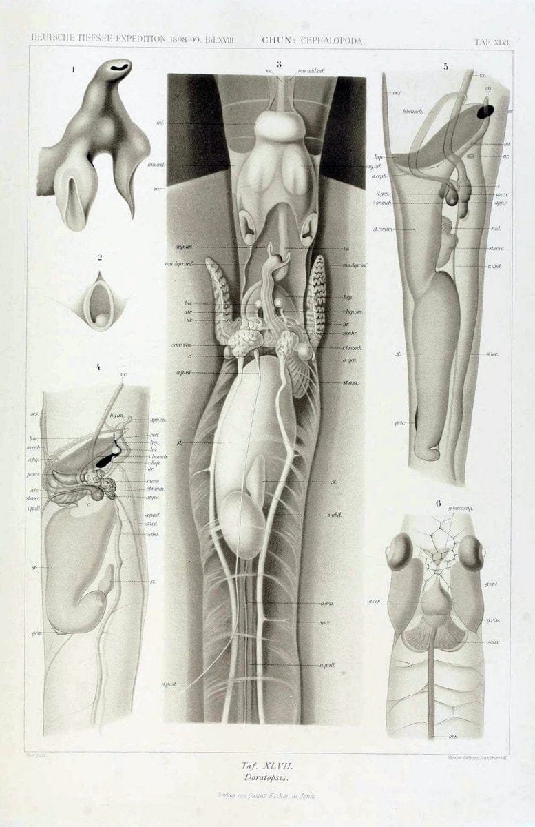 Die Cephalopoden. Bd. 18, T.1 (Atlas)[Jena],G. Fischer,1910-1915. | Cephalopoda "Valdivia (Ship)" "Valdivia Expedition (1898-1899)"  "Woods Hole" | Vintage Print Reproduction 471389
