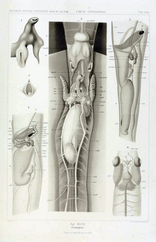 Die Cephalopoden. Bd. 18, T.1 (Atlas)[Jena],G. Fischer,1910-1915. | Cephalopoda "Valdivia (Ship)" "Valdivia Expedition (1898-1899)"  "Woods Hole" | Vintage Print Reproduction 471389