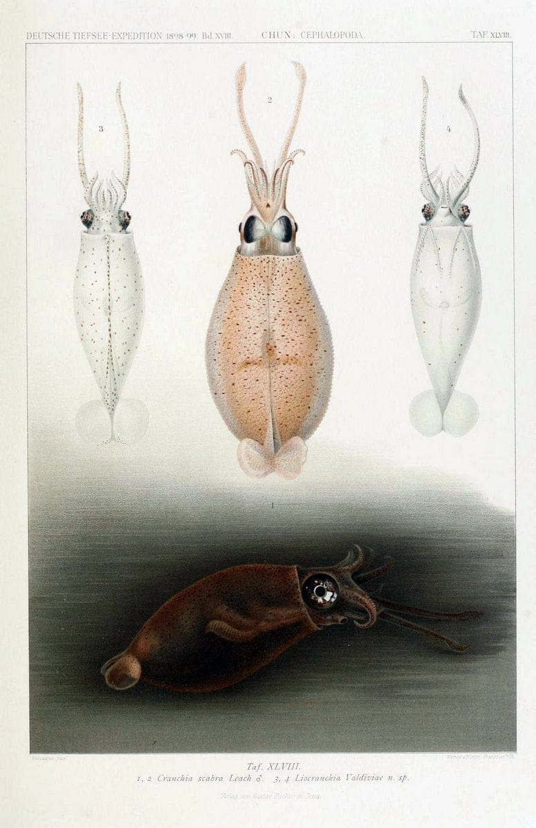 Die Cephalopoden. Bd. 18, T.1 (Atlas)[Jena],G. Fischer,1910-1915. | Cephalopoda "Valdivia (Ship)" "Valdivia Expedition (1898-1899)"  "Woods Hole" | Vintage Print Reproduction 471390