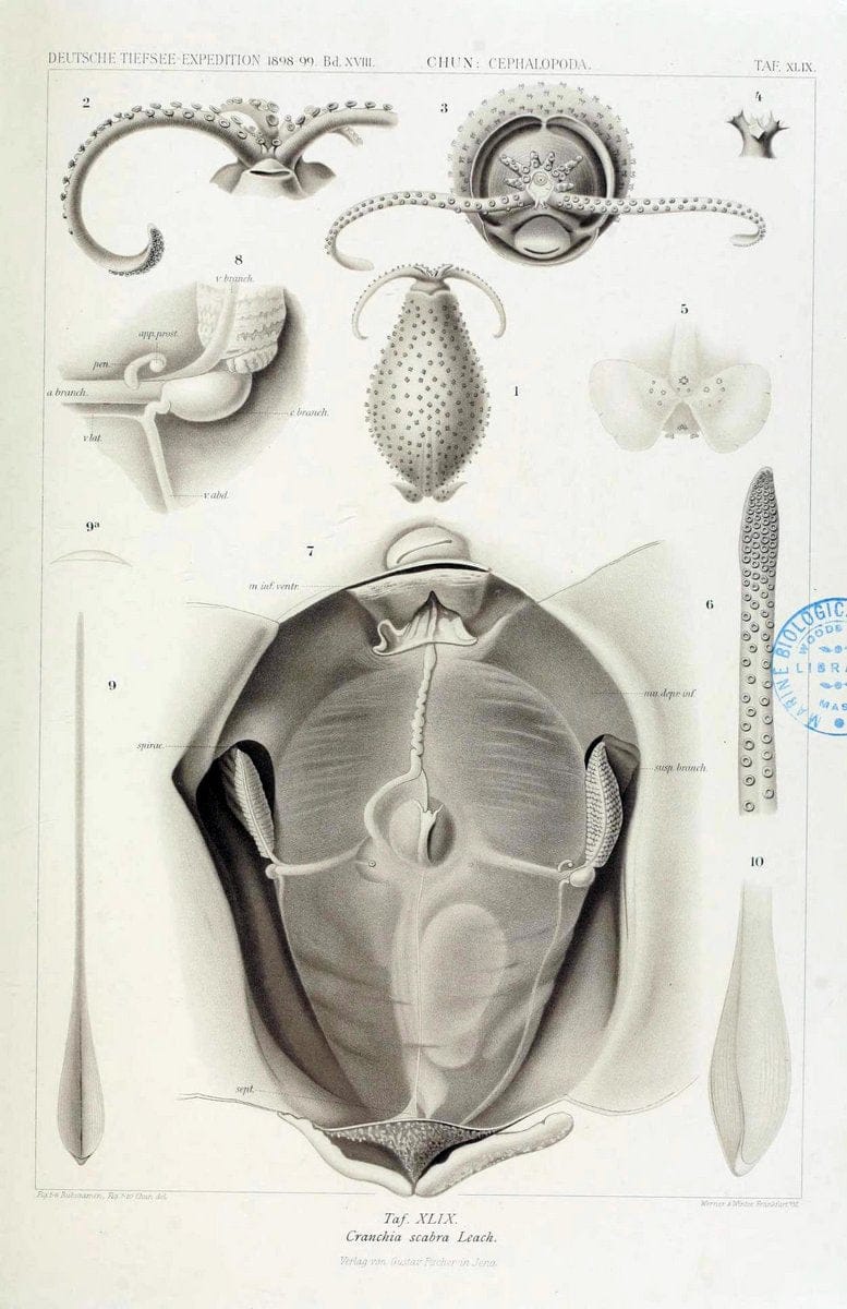 Die Cephalopoden. Bd. 18, T.1 (Atlas)[Jena],G. Fischer,1910-1915. | Cephalopoda "Valdivia (Ship)" "Valdivia Expedition (1898-1899)"  "Woods Hole" | Vintage Print Reproduction 471391