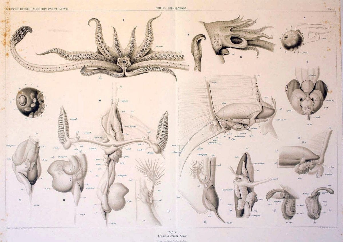 Die Cephalopoden. Bd. 18, T.1 (Atlas)[Jena],G. Fischer,1910-1915. | Cephalopoda "Valdivia (Ship)" "Valdivia Expedition (1898-1899)"  "Woods Hole" | Vintage Print Reproduction 471392