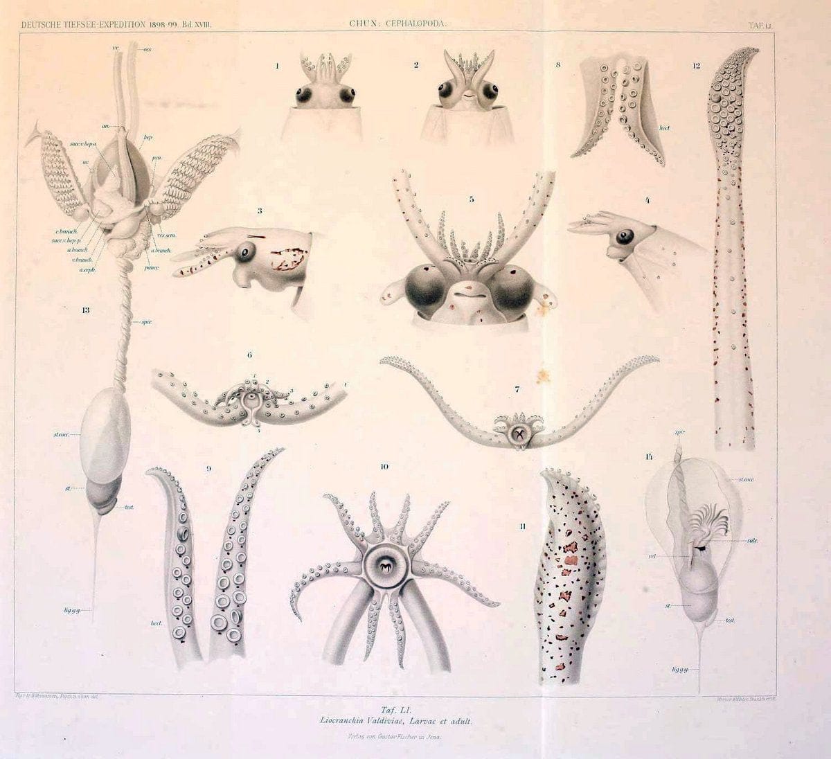 Die Cephalopoden. Bd. 18, T.1 (Atlas)[Jena],G. Fischer,1910-1915. | Cephalopoda "Valdivia (Ship)" "Valdivia Expedition (1898-1899)"  "Woods Hole" | Vintage Print Reproduction 471393