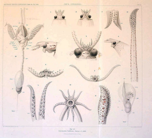 Die Cephalopoden. Bd. 18, T.1 (Atlas)[Jena],G. Fischer,1910-1915. | Cephalopoda "Valdivia (Ship)" "Valdivia Expedition (1898-1899)"  "Woods Hole" | Vintage Print Reproduction 471393