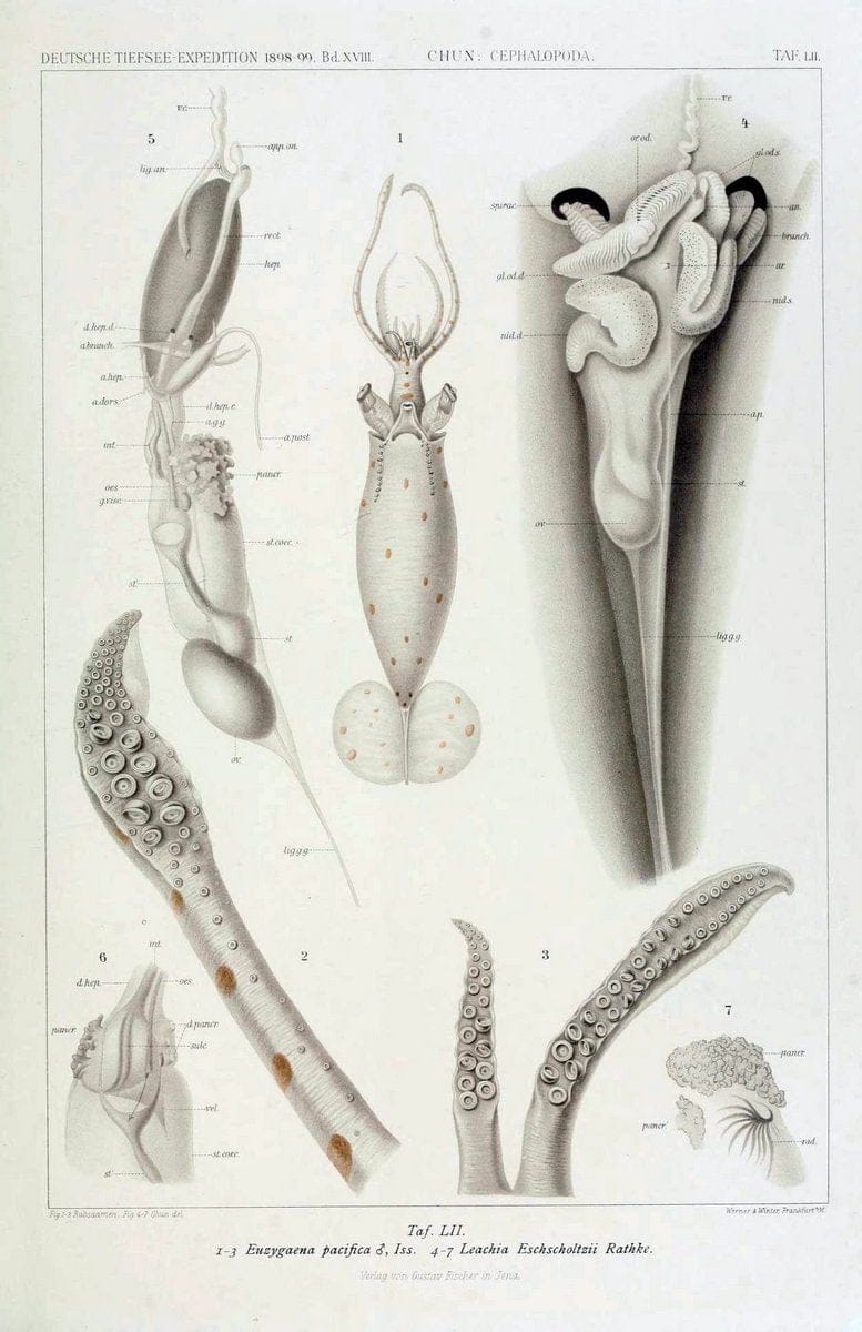 Die Cephalopoden. Bd. 18, T.1 (Atlas)[Jena],G. Fischer,1910-1915. | Cephalopoda "Valdivia (Ship)" "Valdivia Expedition (1898-1899)"  "Woods Hole" | Vintage Print Reproduction 471394