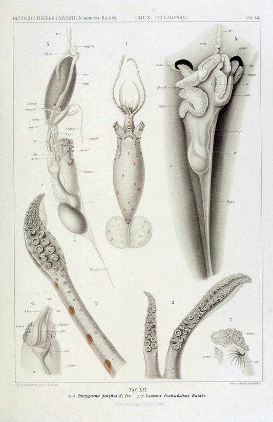 Die Cephalopoden. Bd. 18, T.1 (Atlas)[Jena],G. Fischer,1910-1915. | Cephalopoda "Valdivia (Ship)" "Valdivia Expedition (1898-1899)"  "Woods Hole" | Vintage Print Reproduction 471394