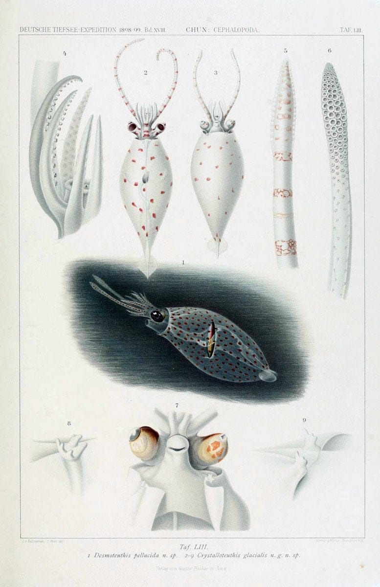 Die Cephalopoden. Bd. 18, T.1 (Atlas)[Jena],G. Fischer,1910-1915. | Cephalopoda "Valdivia (Ship)" "Valdivia Expedition (1898-1899)"  "Woods Hole" | Vintage Print Reproduction 471395