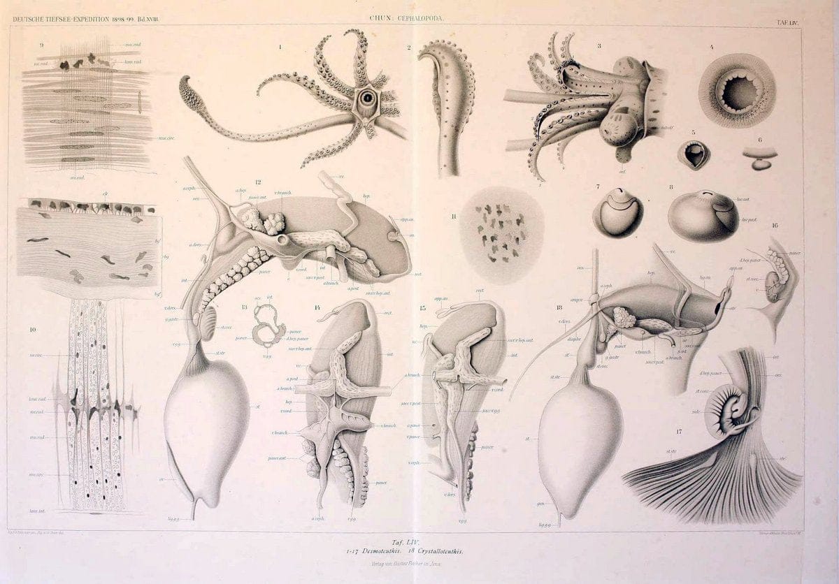 Die Cephalopoden. Bd. 18, T.1 (Atlas)[Jena],G. Fischer,1910-1915. | Cephalopoda "Valdivia (Ship)" "Valdivia Expedition (1898-1899)"  "Woods Hole" | Vintage Print Reproduction 471396