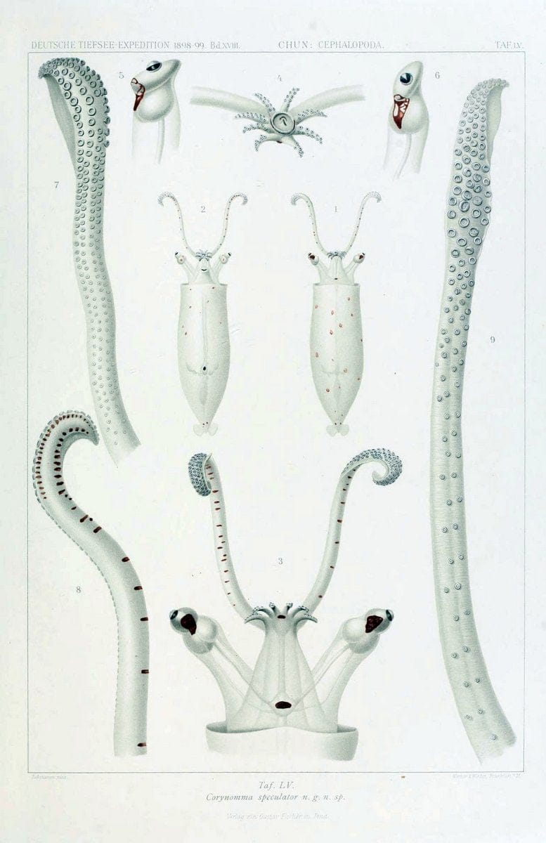Die Cephalopoden. Bd. 18, T.1 (Atlas)[Jena],G. Fischer,1910-1915. | Cephalopoda "Valdivia (Ship)" "Valdivia Expedition (1898-1899)"  "Woods Hole" | Vintage Print Reproduction 471397