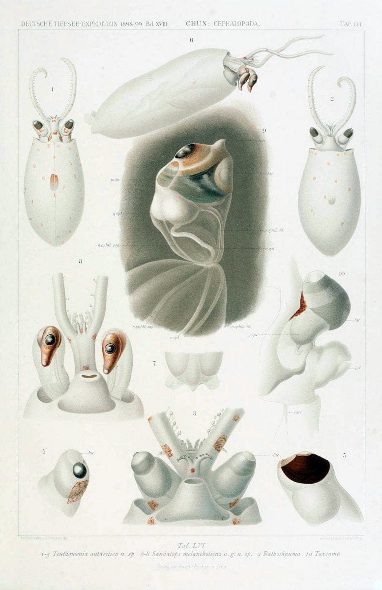 Die Cephalopoden. Bd. 18, T.1 (Atlas)[Jena],G. Fischer,1910-1915. | Cephalopoda "Valdivia (Ship)" "Valdivia Expedition (1898-1899)"  "Woods Hole" | Vintage Print Reproduction 471398