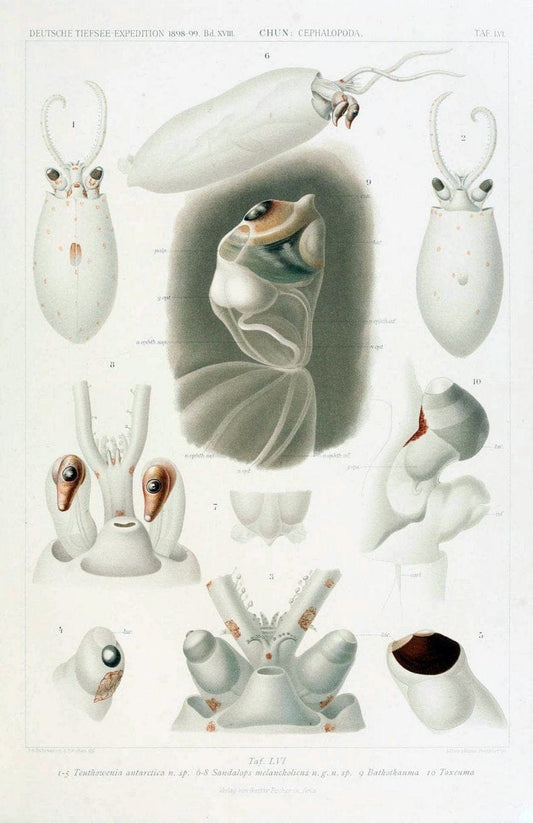 Die Cephalopoden. Bd. 18, T.1 (Atlas)[Jena],G. Fischer,1910-1915. | Cephalopoda "Valdivia (Ship)" "Valdivia Expedition (1898-1899)"  "Woods Hole" | Vintage Print Reproduction 471398