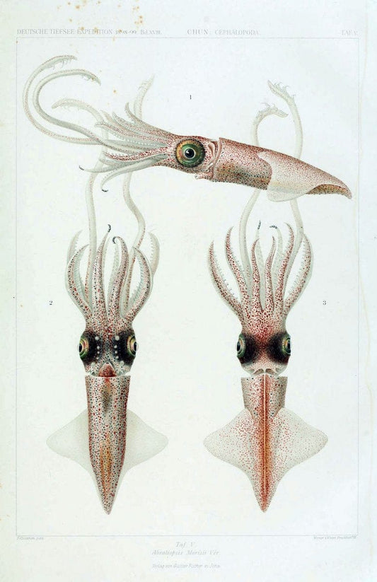 Die Cephalopoden. Bd. 18, T.1 (Atlas)[Jena],G. Fischer,1910-1915. | Cephalopoda "Valdivia (Ship)" "Valdivia Expedition (1898-1899)"  "Woods Hole" | Vintage Print Reproduction 471399