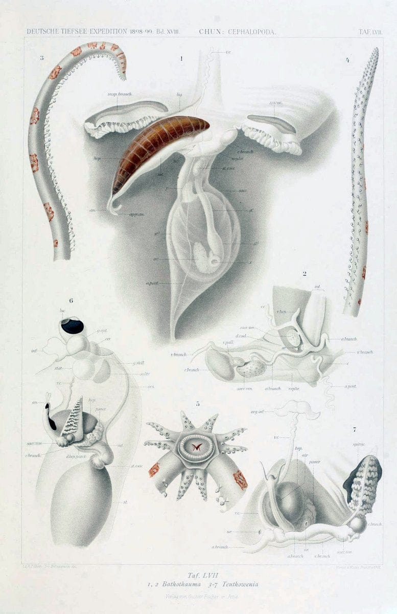 Die Cephalopoden. Bd. 18, T.1 (Atlas)[Jena],G. Fischer,1910-1915. | Cephalopoda "Valdivia (Ship)" "Valdivia Expedition (1898-1899)"  "Woods Hole" | Vintage Print Reproduction 471400