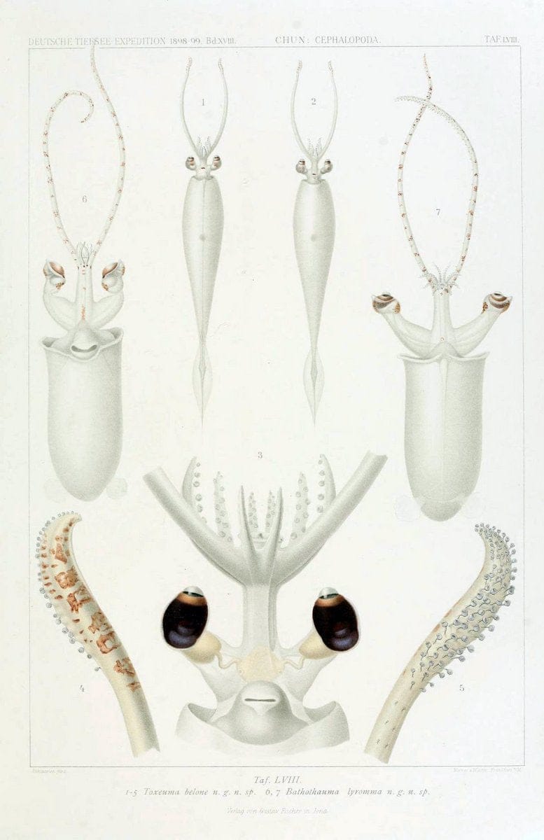 Die Cephalopoden. Bd. 18, T.1 (Atlas)[Jena],G. Fischer,1910-1915. | Cephalopoda "Valdivia (Ship)" "Valdivia Expedition (1898-1899)"  "Woods Hole" | Vintage Print Reproduction 471401