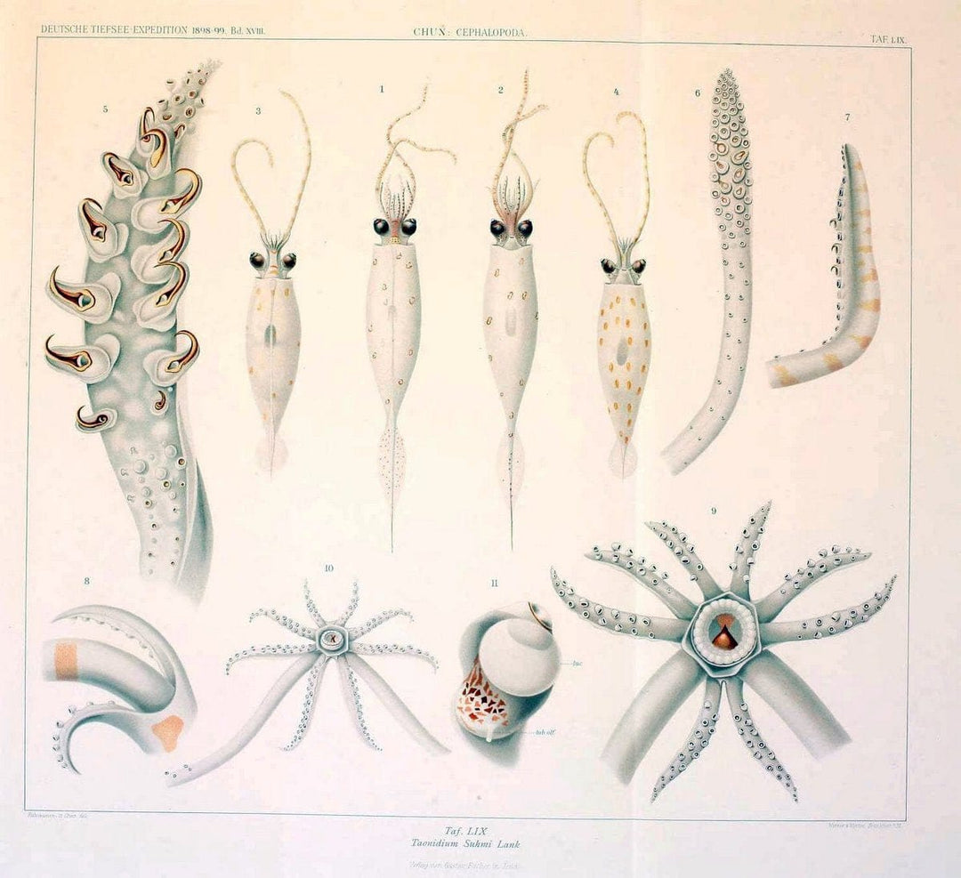 Die Cephalopoden. Bd. 18, T.1 (Atlas)[Jena],G. Fischer,1910-1915. | Cephalopoda "Valdivia (Ship)" "Valdivia Expedition (1898-1899)"  "Woods Hole" | Vintage Print Reproduction 471402