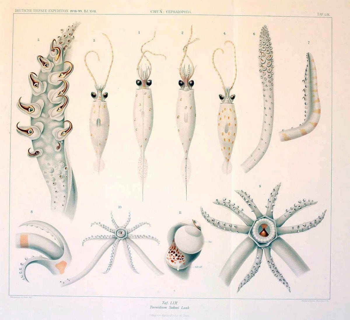 Die Cephalopoden. Bd. 18, T.1 (Atlas)[Jena],G. Fischer,1910-1915. | Cephalopoda "Valdivia (Ship)" "Valdivia Expedition (1898-1899)"  "Woods Hole" | Vintage Print Reproduction 471402