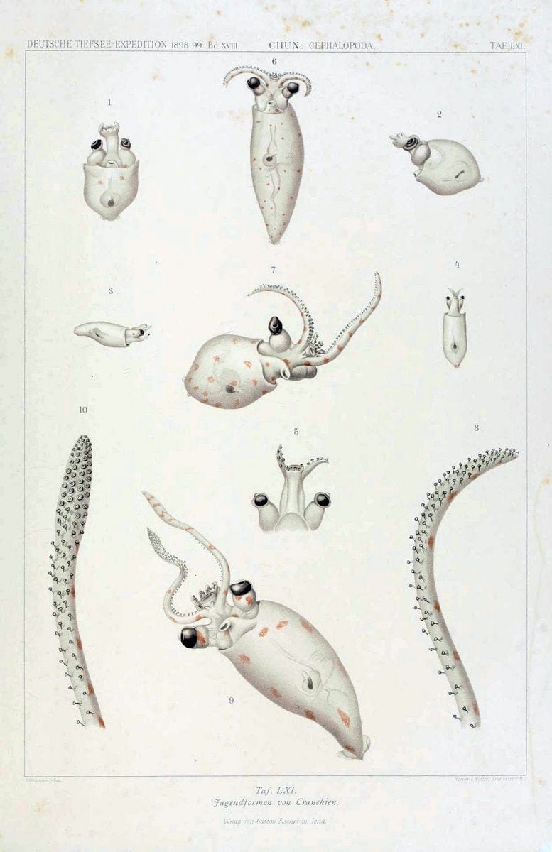 Die Cephalopoden. Bd. 18, T.1 (Atlas)[Jena],G. Fischer,1910-1915. | Cephalopoda "Valdivia (Ship)" "Valdivia Expedition (1898-1899)"  "Woods Hole" | Vintage Print Reproduction 471404