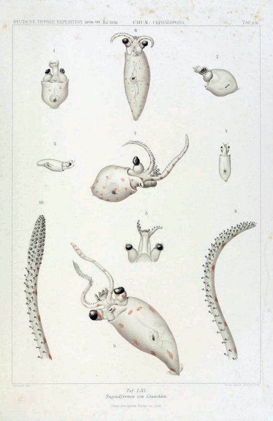 Die Cephalopoden. Bd. 18, T.1 (Atlas)[Jena],G. Fischer,1910-1915. | Cephalopoda "Valdivia (Ship)" "Valdivia Expedition (1898-1899)"  "Woods Hole" | Vintage Print Reproduction 471404
